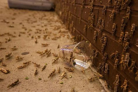 las vegas grasshoppers measuring thickness|5 facts you need to know about grasshoppers in Las Vegas.